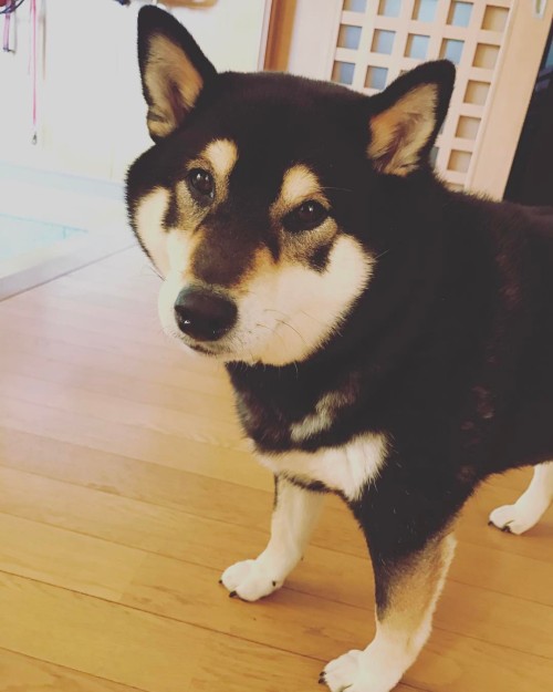 何か用？ #柴犬 #shibainu #shibamania #shiba #shibastagram #shibalove #shibadog #黒柴 #kuroshiba #うちの子が可愛すぎる