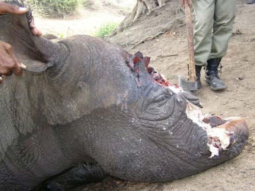 kikikiyomi:  Congratulations fellow humans, you’ve managed to disgust me and kill off the Western Black Rhino to officially make them extinct.  My heart aches. 