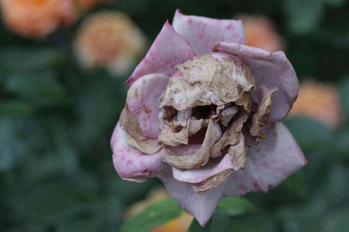 burnt-roses-fallen:  The Death Rose (Rosa calvaria) is a rare and mysterious plant species. Beautiful when blooming, the buds form skull like faces when wilting. Biologists still don’t understand how the Death Rose forms these shocking designs as they