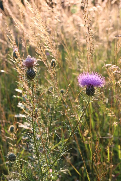 Meadow sparklesLate August ~ Cartharpin, Virginia