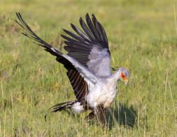 theraptorcage:  Secretary Bird