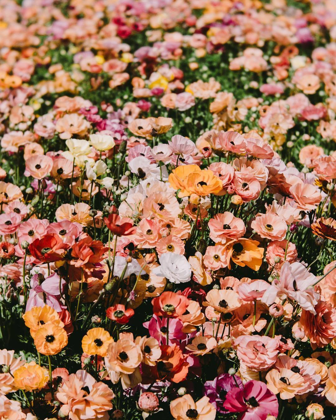floralls — Flower Field by Arielle Vey
