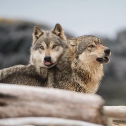 wolfsheart-blog:Wolves by Ian McAllister.