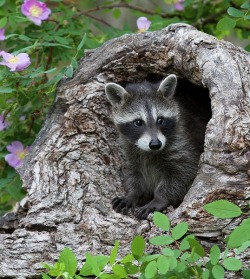 beautiful-wildlife: Baby Raccoon by © Dee