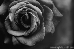 lensblr-network:  —black rose— by semanticphoto.tumblr.com 
