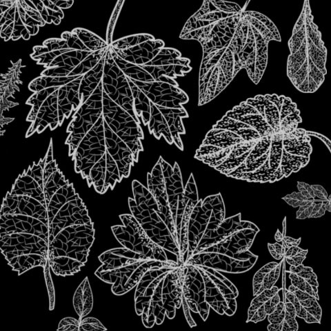 prettyawesomewallpapers