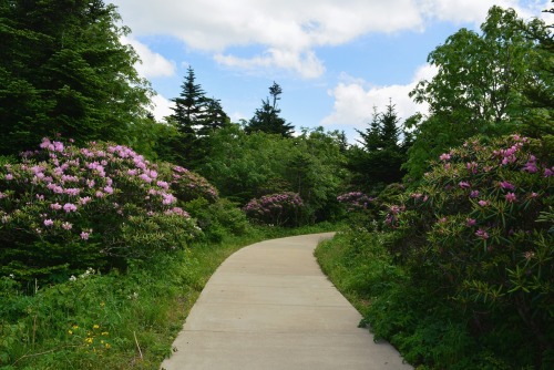 Rhododendron Gardens on top of Roan Mountain, TNI made it there a little past peak, but still so bea