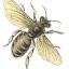 bumblebee-sunshine