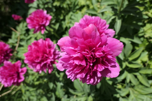 Paeonia humilis ‘Juhannuspioni’ — dwarf peony