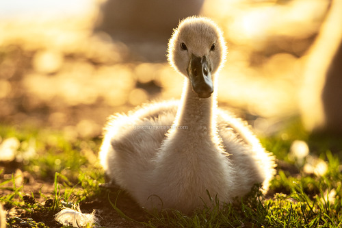 Some of my bird and nature photography! <3Right now it’s 20% off ALL prints with “15years” since 