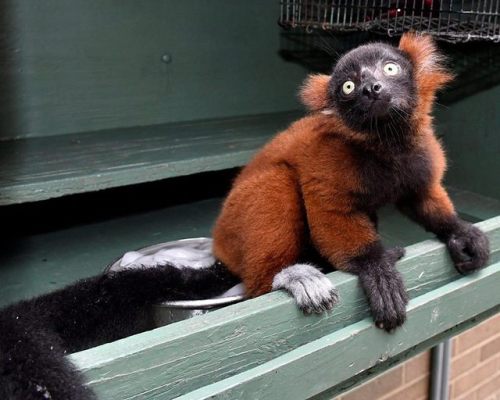 catsbeaversandducks:I love these furry little guys from Madagascar.Via Duke Lemur Center -