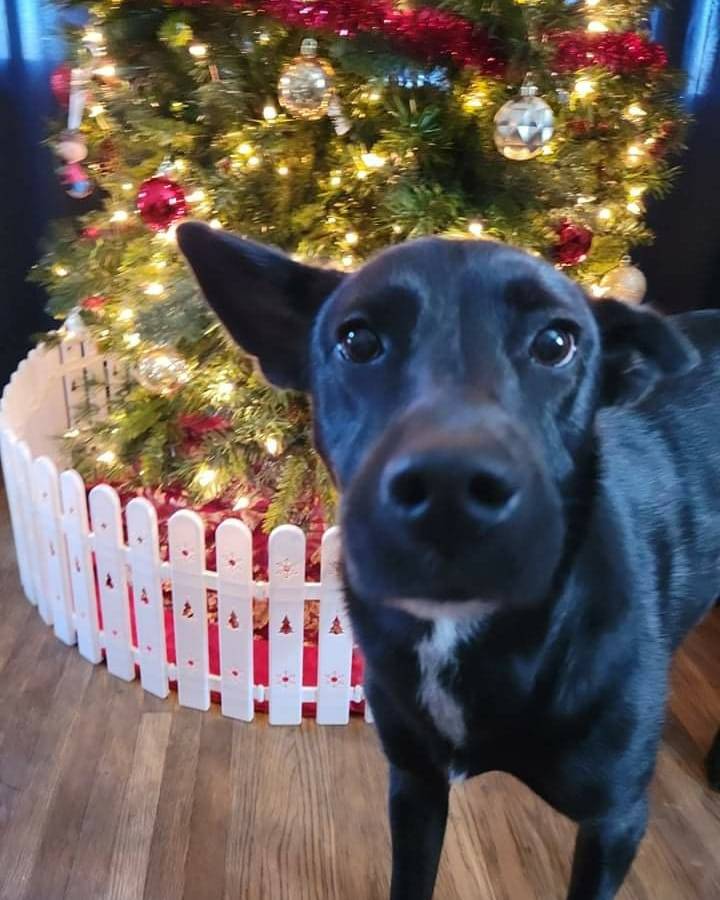 She is just as excited for Christmas as I am