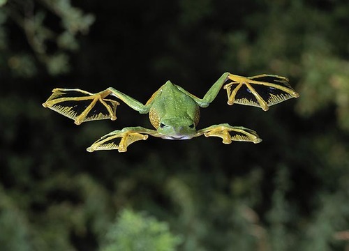 mothbug:  kabochki:   mothbug:  Forever grateful that the Wallace’s Flying Frog
