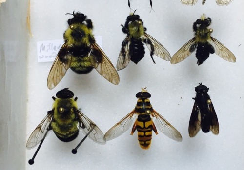Ran into a treasure trove of bee and wasp mimics today. The top row are all Robber Flies (Diptera: A