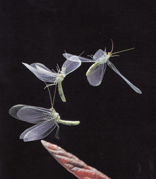 plant-scans:Lacewing fly in nightLife on Earth, David Attenborough, 1979