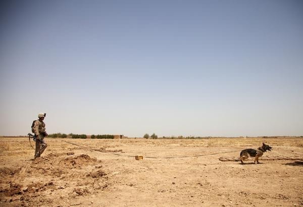 majorleagueinfidel:  War Dogs serving in Afghanistan – 2007-2012. 