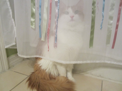 catsbeaversandducks: 10 Cats Who Think They’re Masters Of Hide-And-Seek &ldquo;Definitely 