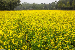 darausm:  they are all yellow  near mirzapur