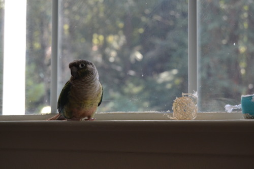 nestregards:  preen bean at the window  Lovely!