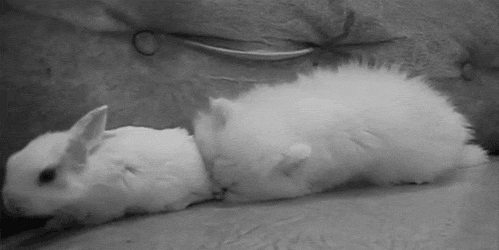 the-personal-quotes:  feeling sad? look at this baby animal blog!