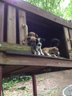 theanimaleffect:  Who would leave 7 starving puppies in a jungle gym, boarded up so they can’t get out? They had no water or food and their mother was so skinny also without food and water. I fed and watered them, they were so sweet and loving. I can’t