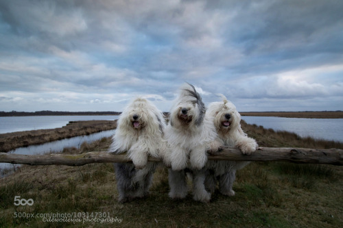 surroundedbybooks: anonemouse:animal-photographies:the three amigo’s the three fraggles I am p