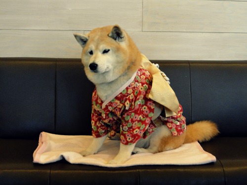 makesmemeow: This lady was prepping her super old Shiba Inu for a little photoshoot in a dog cafe in