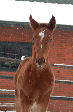 equine-world:Dolce Vita 「Don Schufro x Revalida」 Hanoverian Filly