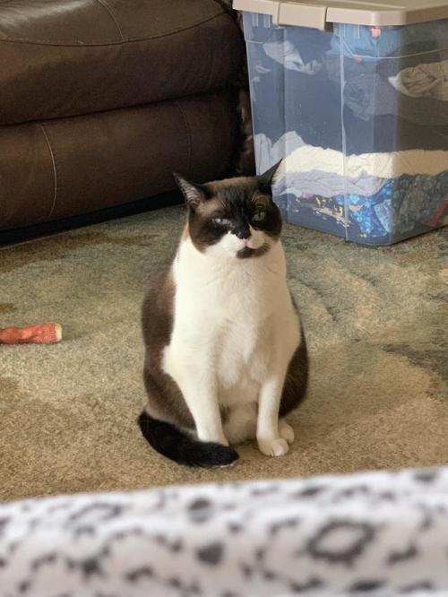 cutecatpics:I had to make an important phone call and haven’t fed him yet, so he is literally sittin