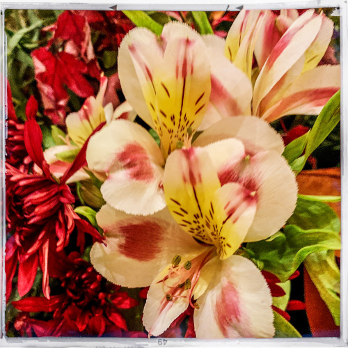 capiolumen:Sunday FlowersFall-Autumn Musings 2021iPhoneXR Hipstamatic PhotographyOriginal Photograph
