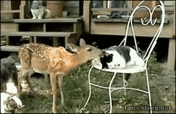 gifsboom:  Deers Gifs  omg too cute! &lt;3