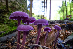 blooms-and-shrooms:  Mushroom Season by beppeverge