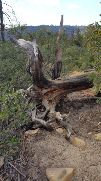 varethane:  So I went to the most beautiful place I’ve ever seen last Wednesday: Big Basin Redwoods State Park