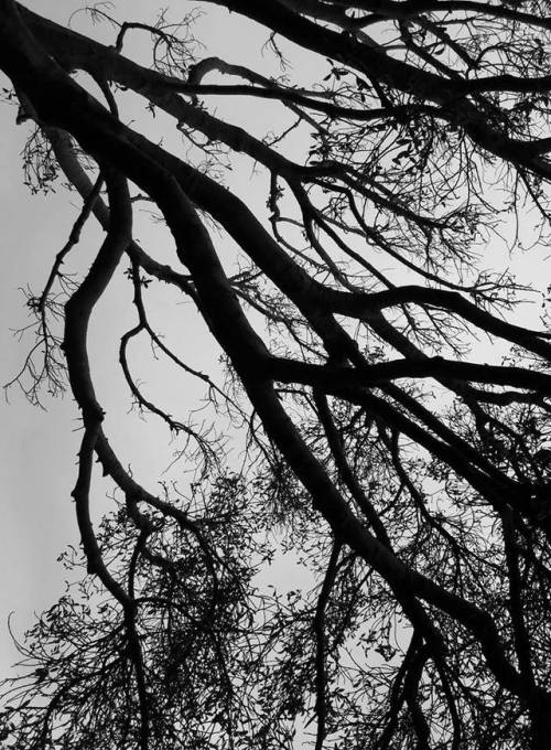 spectral-insomnia: “Eternal Funeral Season”   Photography by W. Gonxalez (own) This tree is absolutely magnificent. 