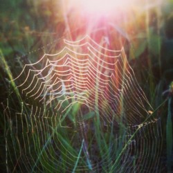 stargazrphotography:  &ldquo;The next time you see a spider web, please, pause and look a little closer. You’ll be seeing one of the most high-performance materials known to man.&rdquo; -Cheryl Hayashi