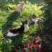happyheidi: