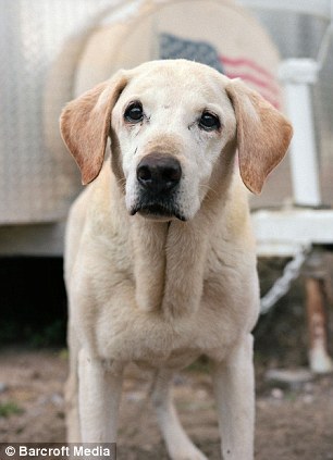 rainbowveins00:  seashellsandpastels:  james-fergo:  chase-me-charlie:  fightingforanimals:  These are some of them, most were golden retrivers and labradors, but also included german shepherds and other breeds. Sadly most are dead now, while many people