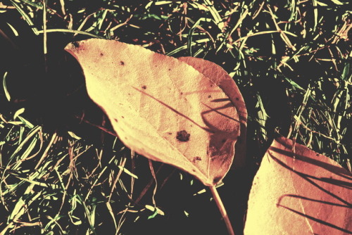 marcel-and-his-world:Remains of the day. Was vom Tage übrig bleibt.Autumn leaves in the grass, Octob