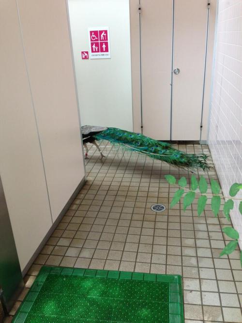 twinleaves:  だらぴく - トイレにいたすごいヤツ