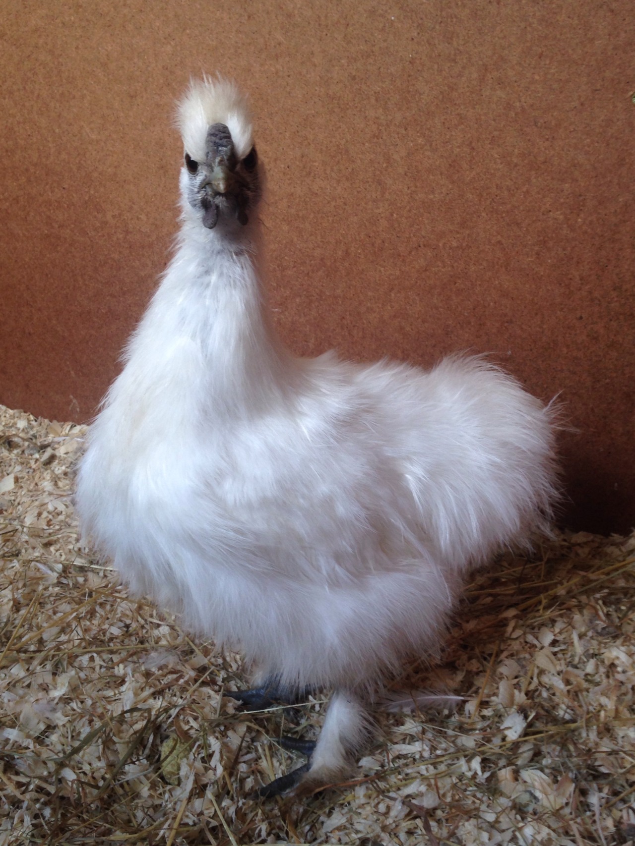 importantbirds:  angry birbhere to VERY UPSET adn dust the furnitures