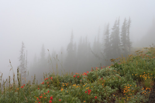 90377: Olympic NP, Hurricane Ridge, IMG_5664-7 by Yan Zhang