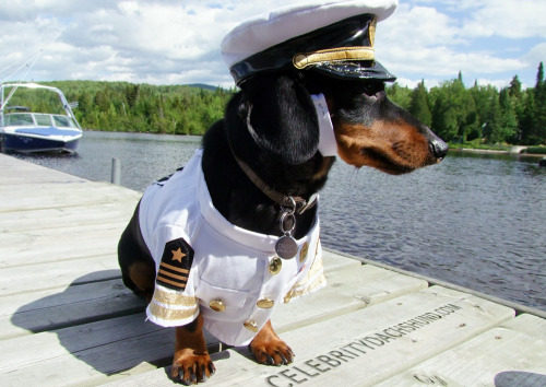 gadgetsmonster:  celebritydachshund:  Introducing Captain Crusoe – sailor of the seven seas, slayer of sea monsters, seducer of sexy mermaids, and likely the cutest nautical wiener you’ve even seen. Read the full blog post & see all the pics here: htt