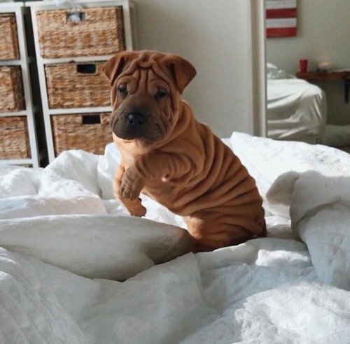 sighduckss:What kind of cute little wrinkly god is this