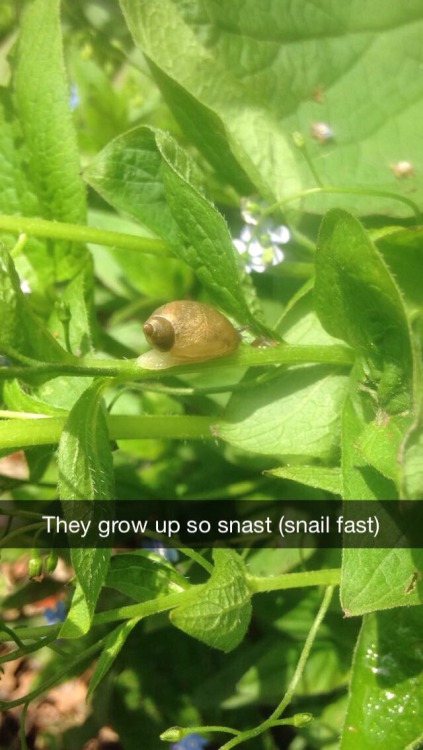 mudkipful:  mudkipful:  suck-my-otaku-ass:  gayswimlord:  Reasons not to add me on snapchat:  What do you mean? I want to know more about you tiny snail son  did he graduate   i can see toriel doing this before frisk came along 