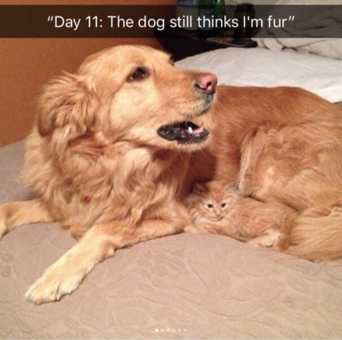 babyanimalgifs:  Dog snaps