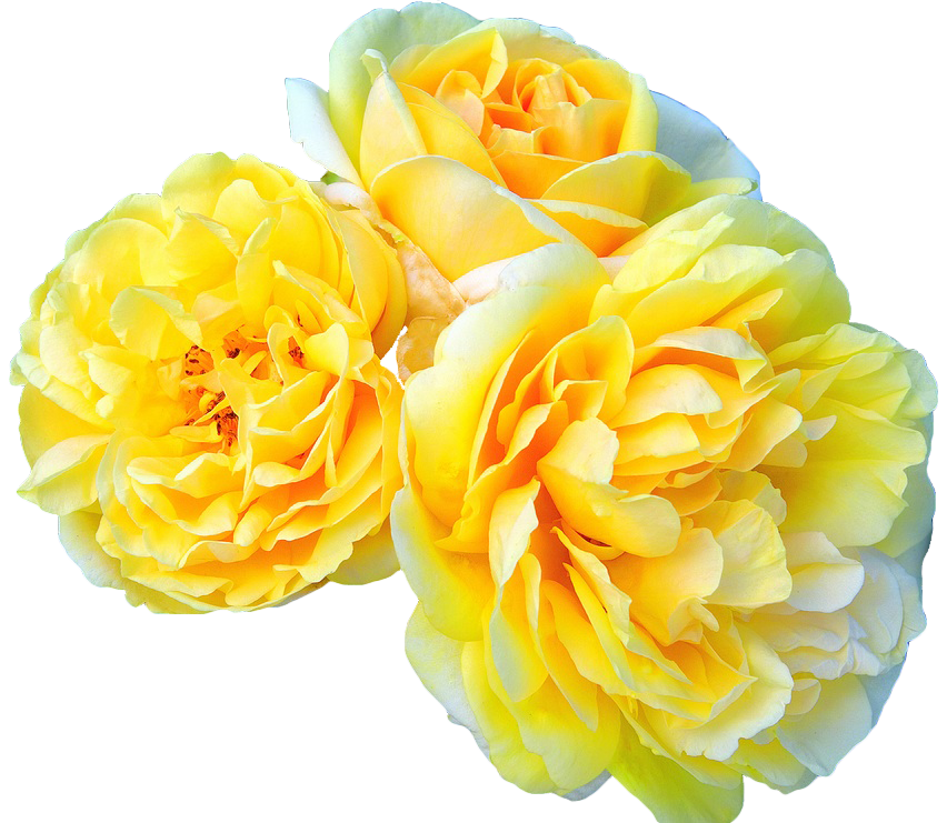 transparent-flowers:  Michelangelo : With its sweet lemony fragrance and its vibrantly