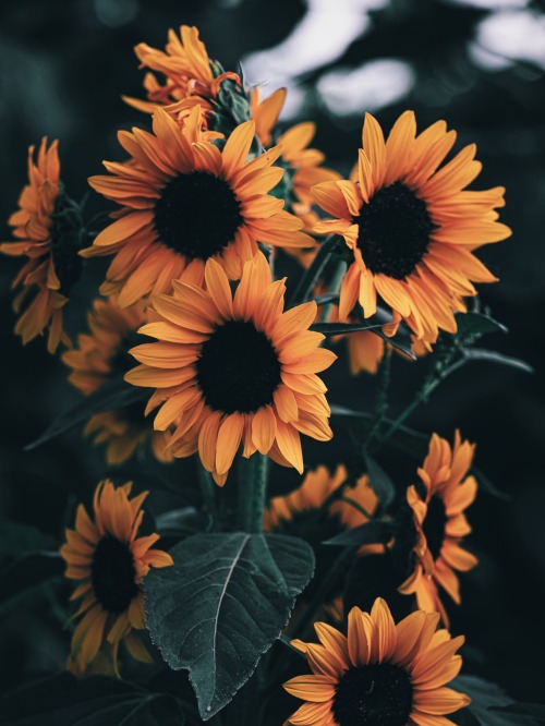 King Of Summer Flowers