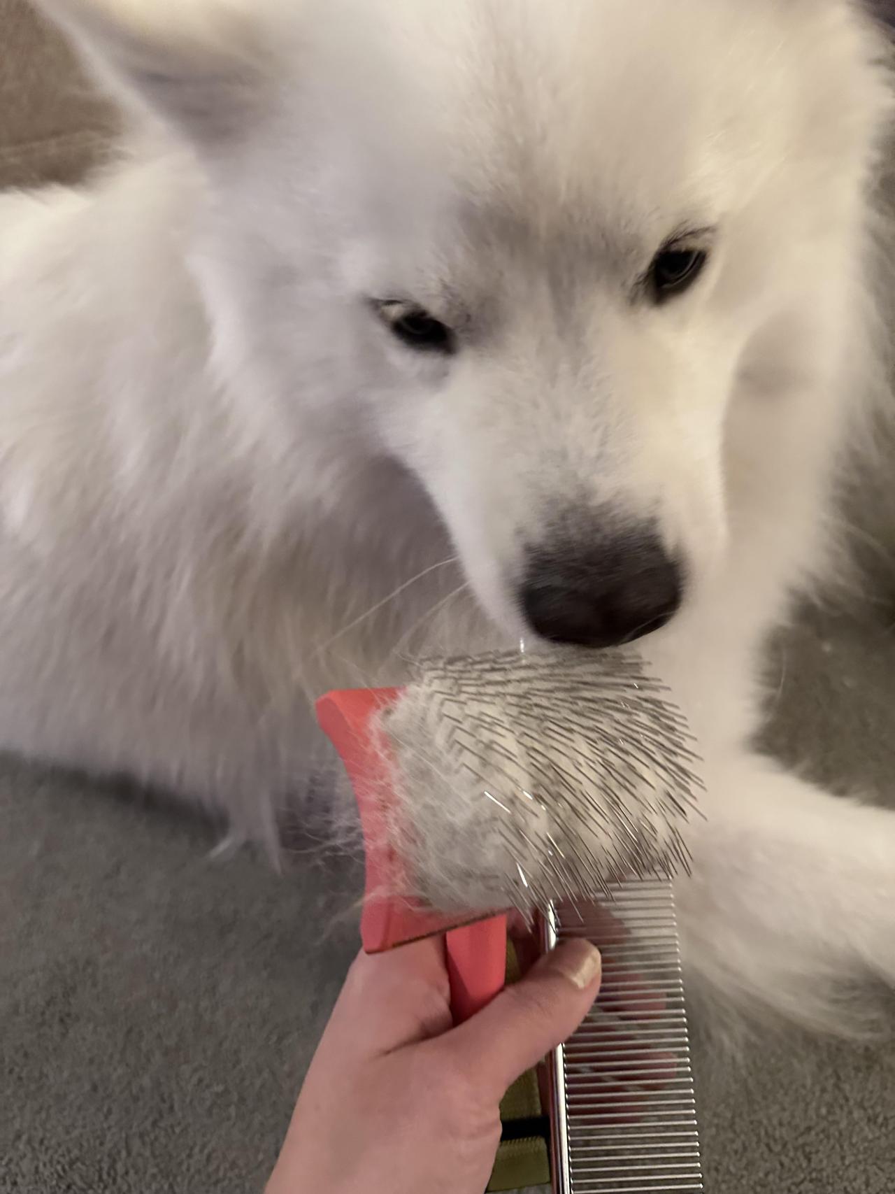 Showing the floof how much hair came off him. Floof: no comments.