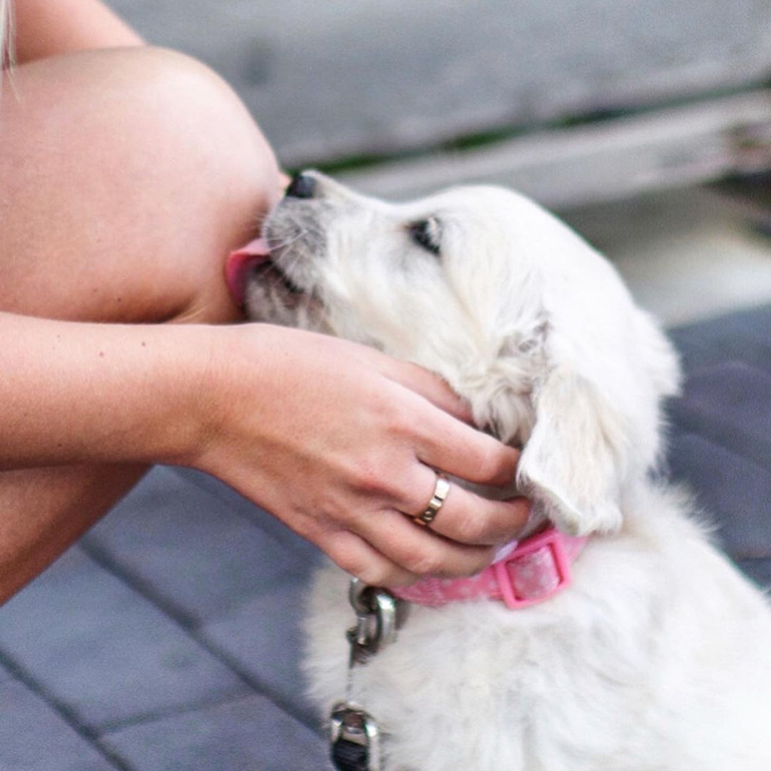 puppy Knee kisses 😘 (at Thousand Oaks, California)
https://www.instagram.com/p/CdkM2cDufmm/?igshid=NGJjMDIxMWI=