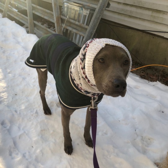 astraltailwags: anxious-depressed-potato:   astraltailwags:   I used my mediocre sewing skills to turn an old sweater into a snood for Gaea’s frozen ears   Babushka   Do you have any beets, babushka is making borscht  